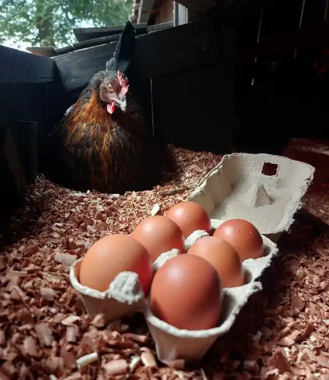 A box of 6 brown eggs in a nest box with a burford brown hen